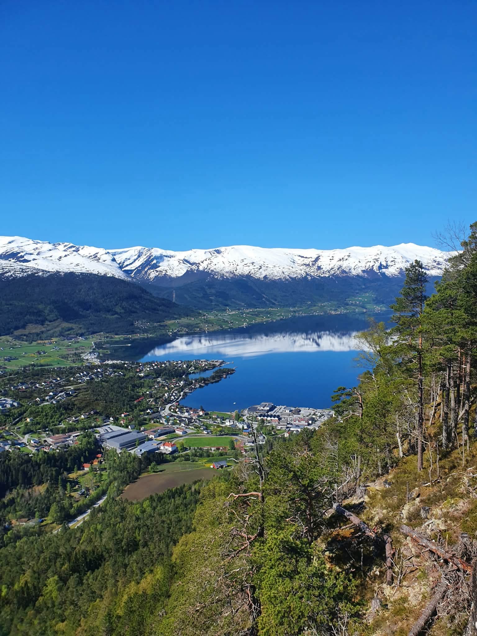 Trivselsskogen